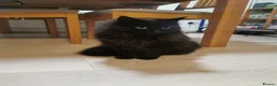Mixed Breed cats for sale: Mixed breed long hair - Advert 8