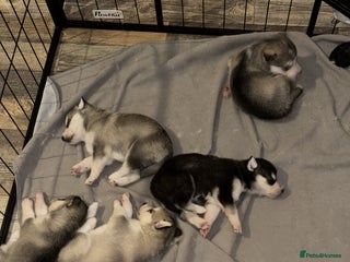 Siberian Husky dogs 6 beautiful Siberian husky’s🩷 - Advert 2