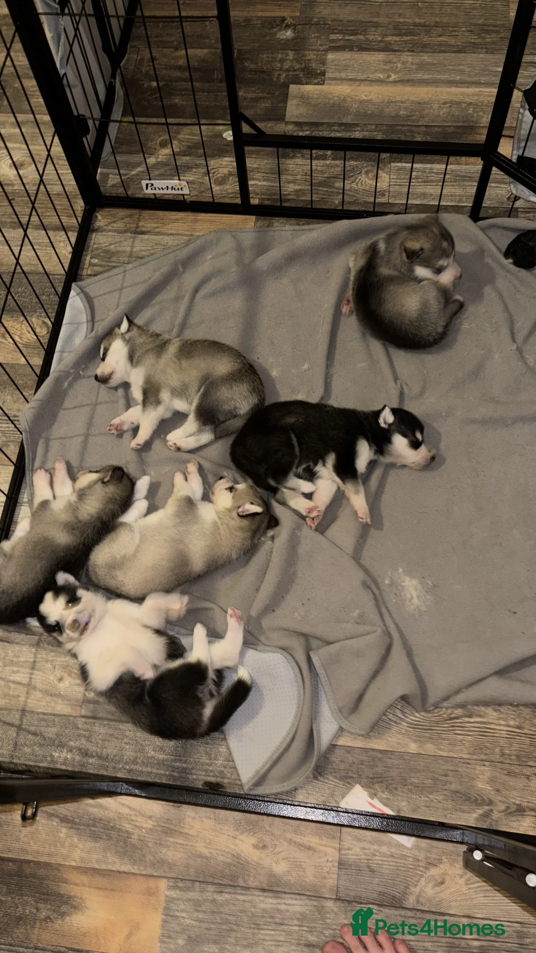 Siberian Husky dogs for sale: 6 beautiful Siberian husky’s🩷 - Advert 1