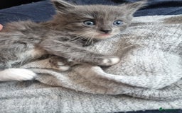 Mixed Breed cats for sale: 5 cute gray long-haired kittens for sale - Image 2