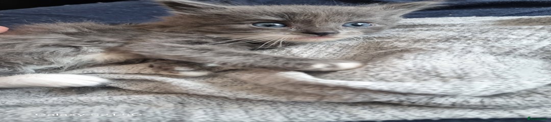 Mixed Breed Kitten 2