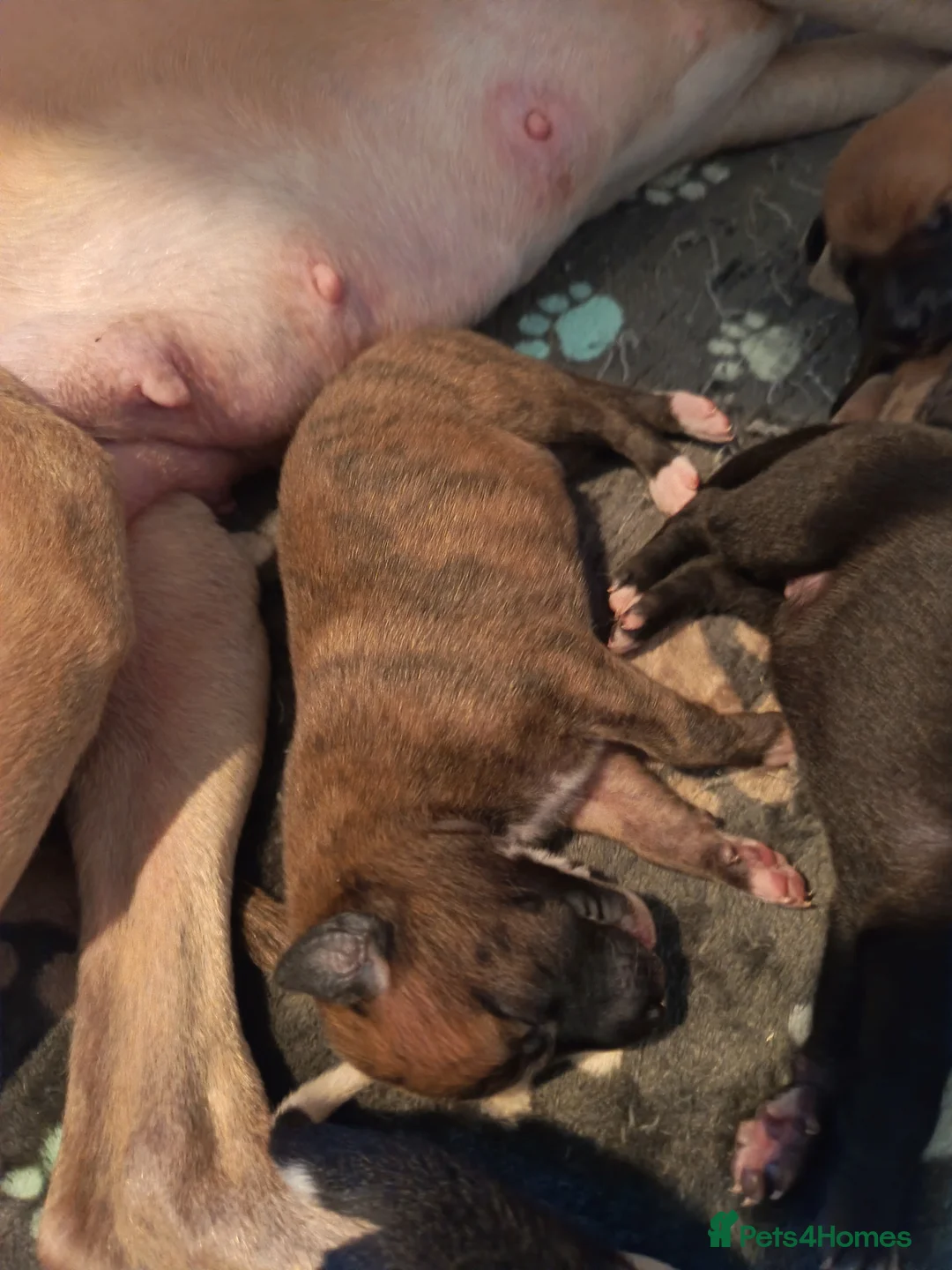 Whippet dogs for sale: KC registered puppies  - Advert 3