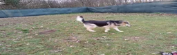 Mixed Breed dogs for adoption: Really… does nobody want to give me a chance? 💔🐶 - Advert 2