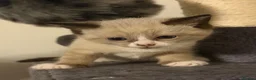 Snowshoe cats for sale: Snowshoe kitten  - Advert 4