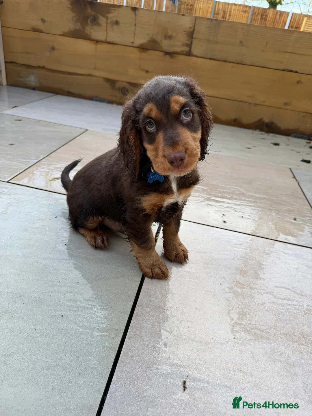 Cocker Spaniel dogs for sale: Cocker Spaniel Puppy - Rolo  - Advert 15