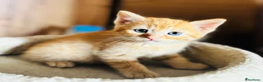 Mixed Breed Kitten 1