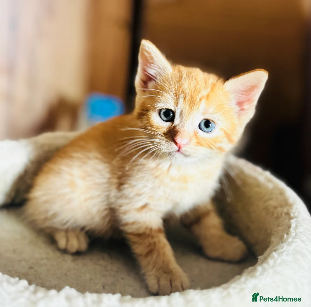 Mixed Breed cats for sale: Beautiful Kittens 🐱!!! - Advert 14