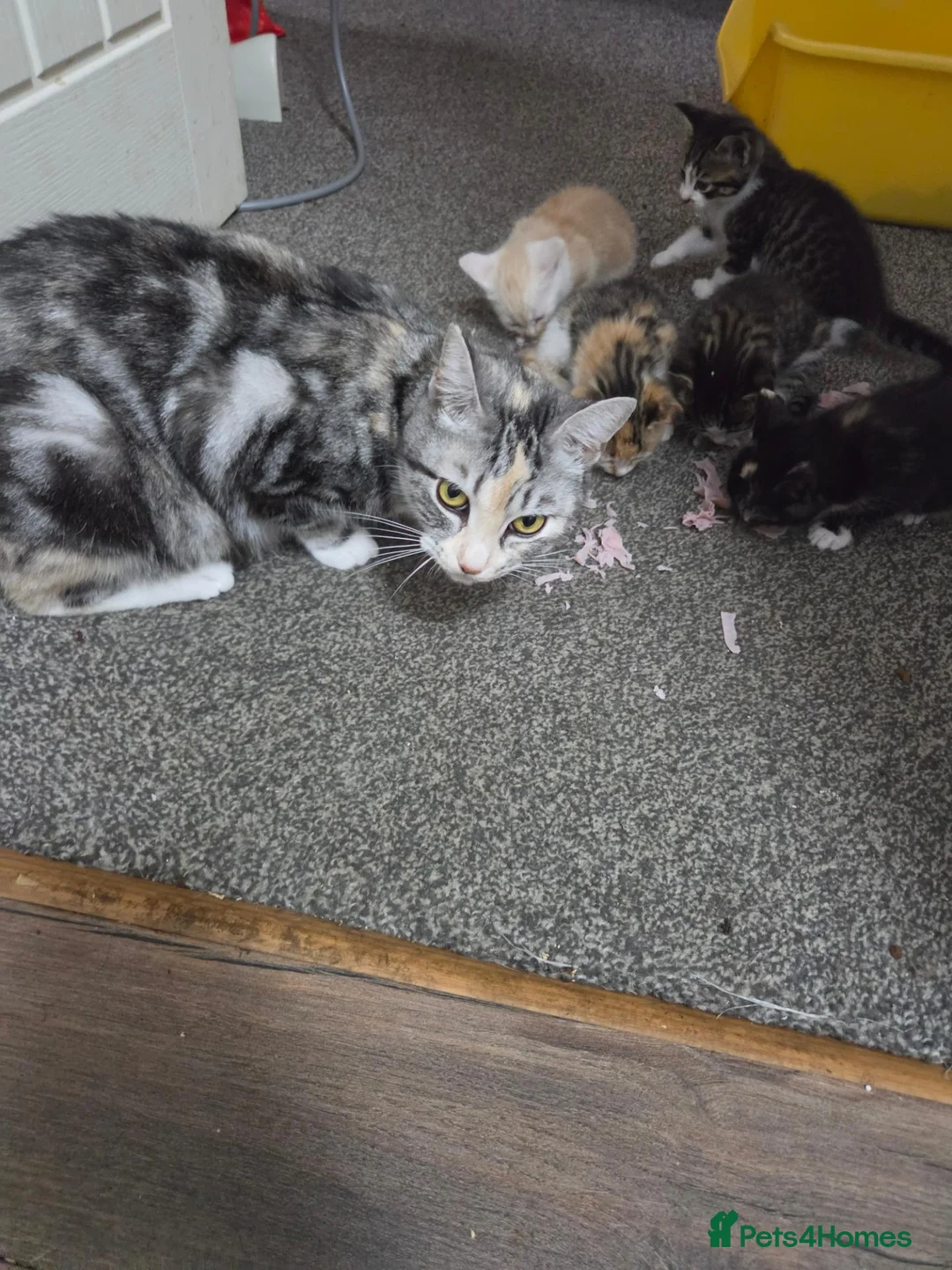 British Shorthair cats for sale: Georgous confident kitten  in Bexhill-on-Sea - Advert 2