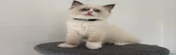 Ragdoll cats for sale: 100% original ragdoll no outcross. - Advert 6
