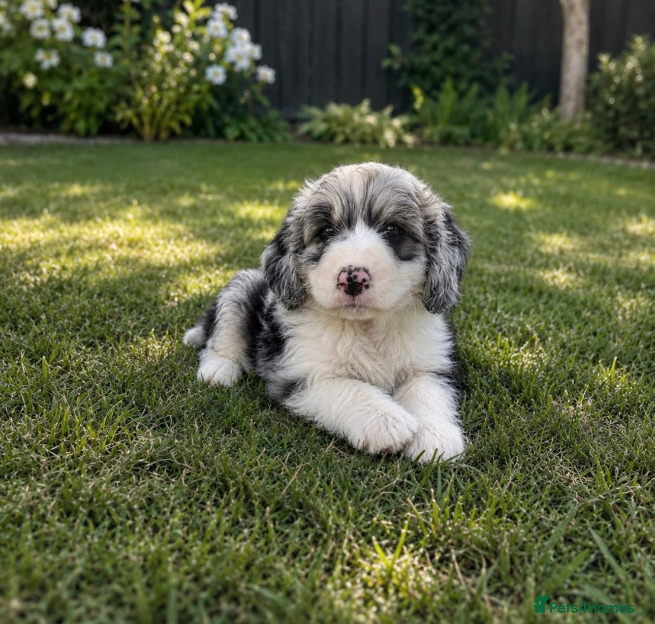 Aussiedoodle dogs Toy Aussiedoodles ✨ 🐾 - Advert 2