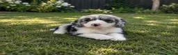 Aussiedoodle dogs for sale: Toy Aussiedoodles ✨ 🐾 - Advert 2