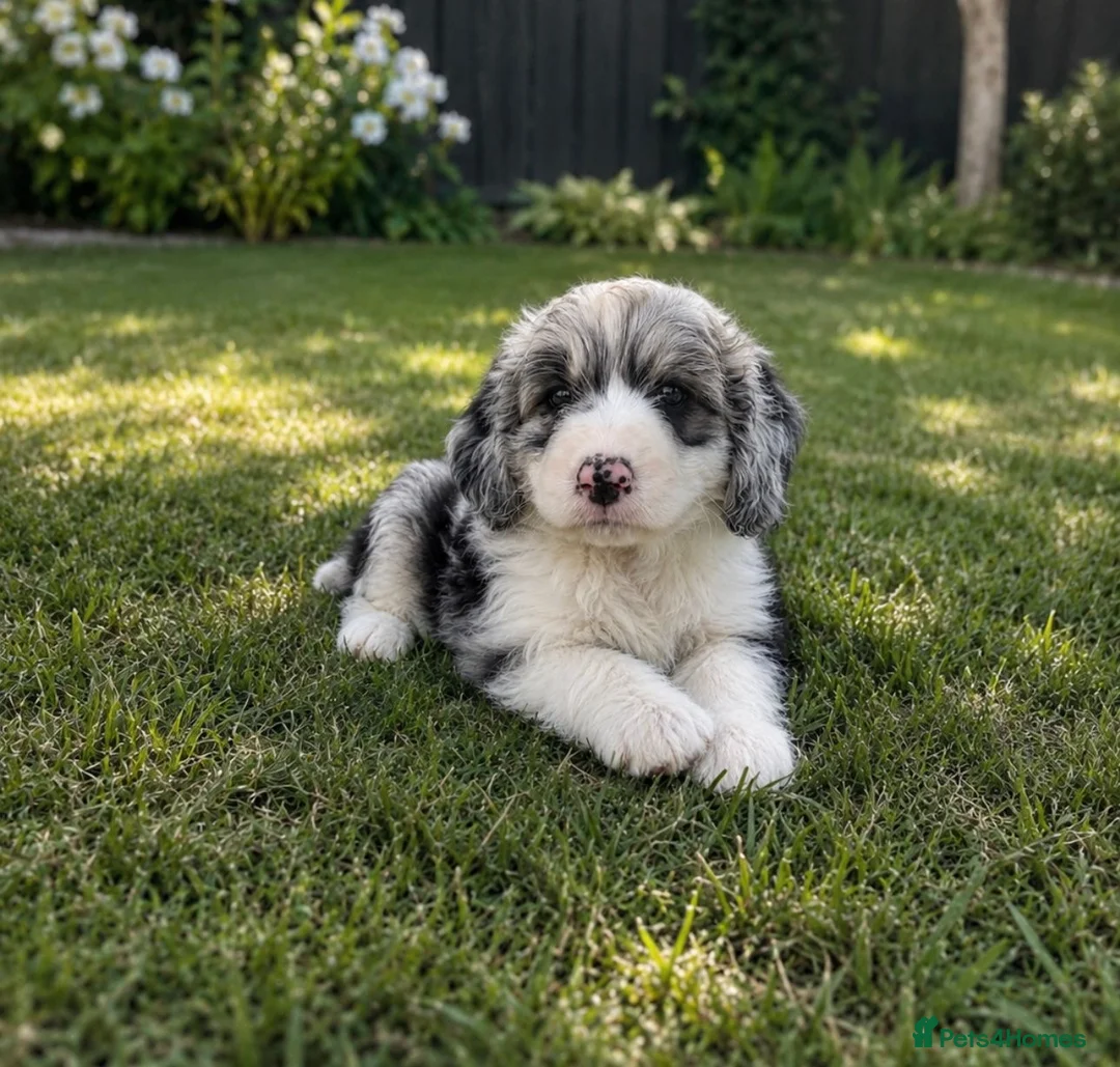 Aussiedoodle dogs for sale: Toy Aussiedoodles ✨ 🐾 - Advert 2