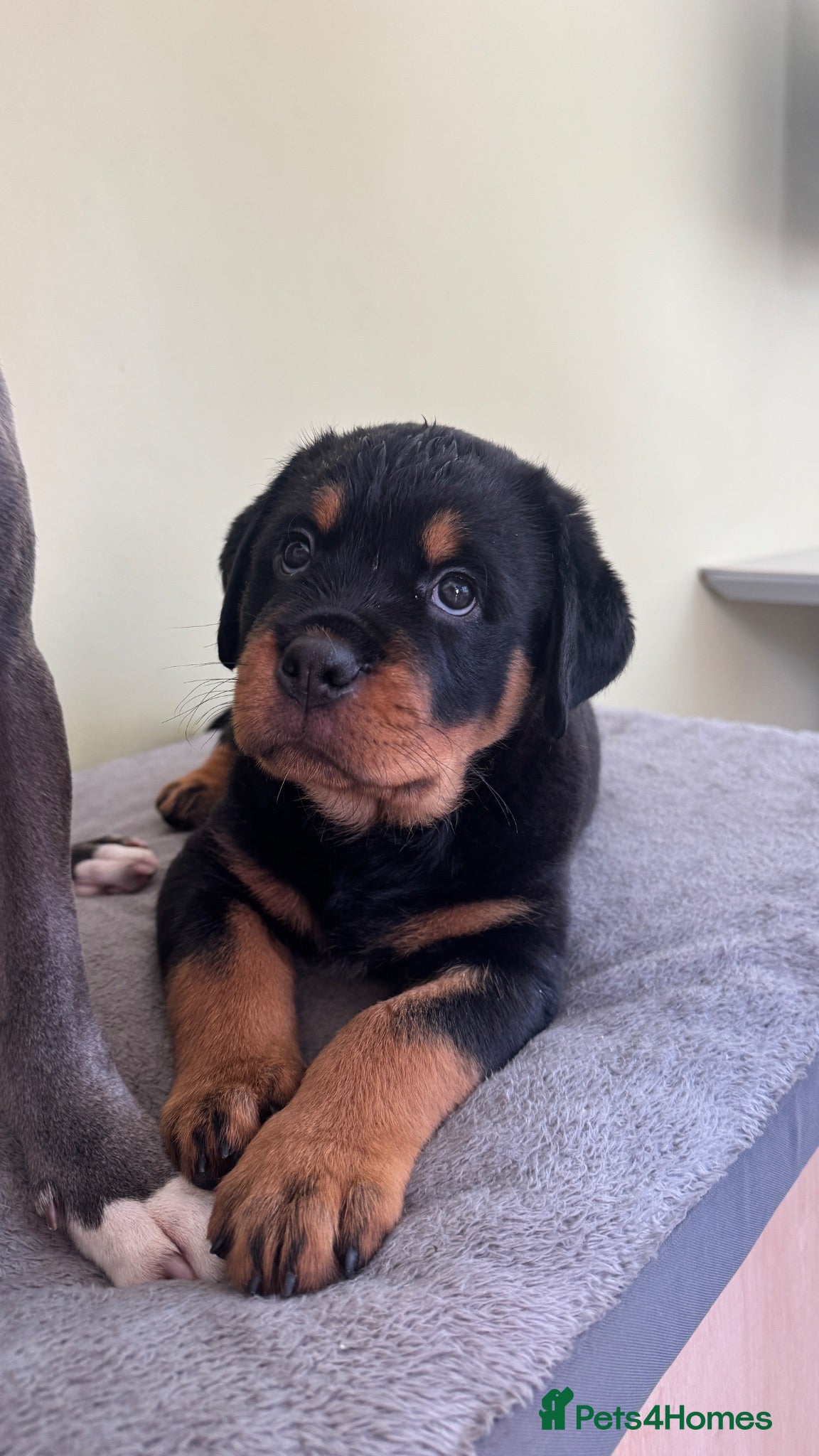 Rottweiler dogs Rottweiler Puppies  - Advert 3
