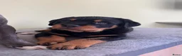 Rottweiler dogs for sale: Rottweiler Puppies  - Advert 1