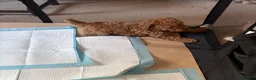 Cockapoo dogs for sale: Last Stunning cockapoo girl ready now - Advert 23