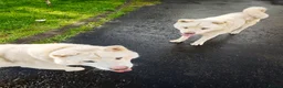 Japanese Akita Inu dogs for sale: Japanese Akita Inu  in Dungannon - Advert 4