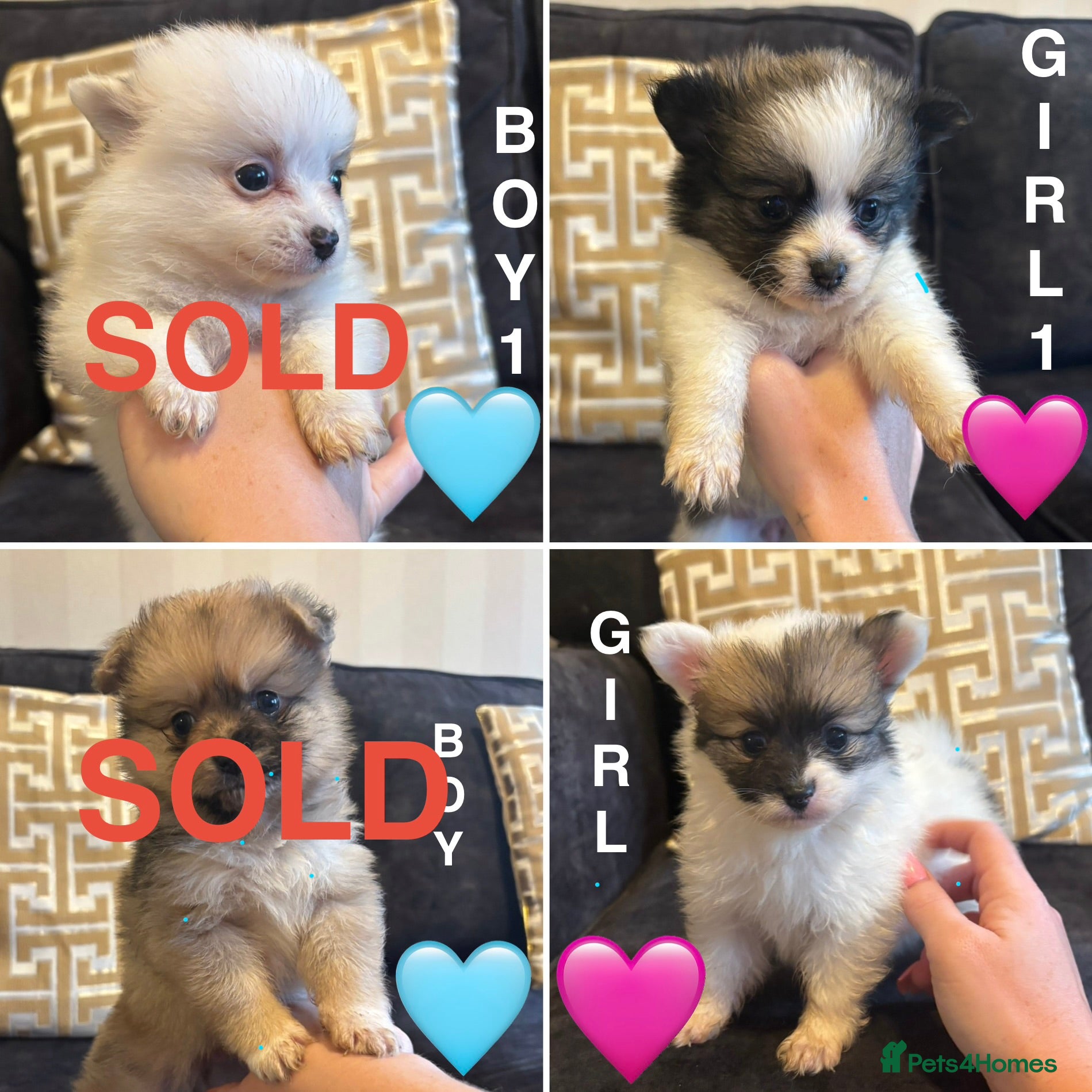 Pomchi dogs OPEN TO OFFERS READY TO LEAVE 16/02/26 - Advert 6