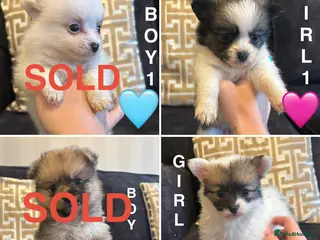 Pomchi dogs OPEN TO OFFERS READY TO LEAVE 16/02/26 - Advert 6