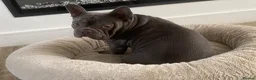 French Bulldog dogs for adoption: OUR BROKEN MINI HIPPO; SEARCHING FOR A FAMILY 💔🦛 - Advert 1