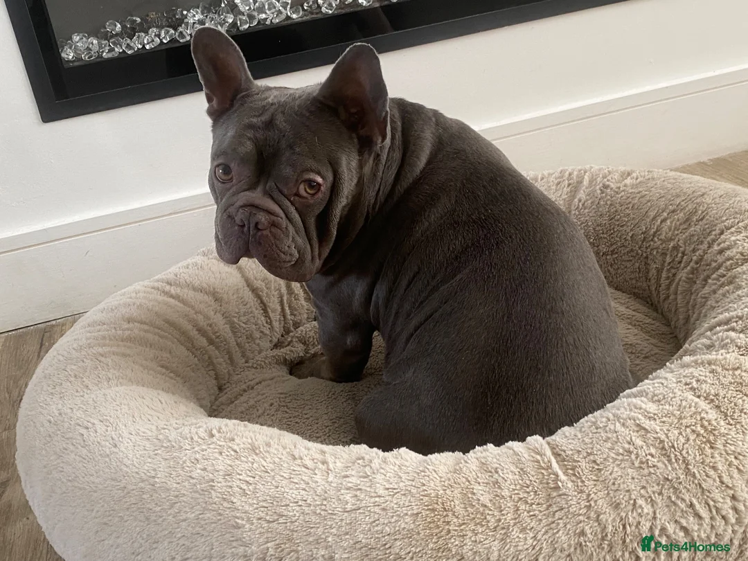 French Bulldog dogs for adoption: OUR BROKEN MINI HIPPO; SEARCHING FOR A FAMILY 💔🦛 - Advert 1