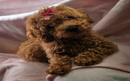 Cavapoo dogs for sale: Female Cavapoo pup  - Image 8