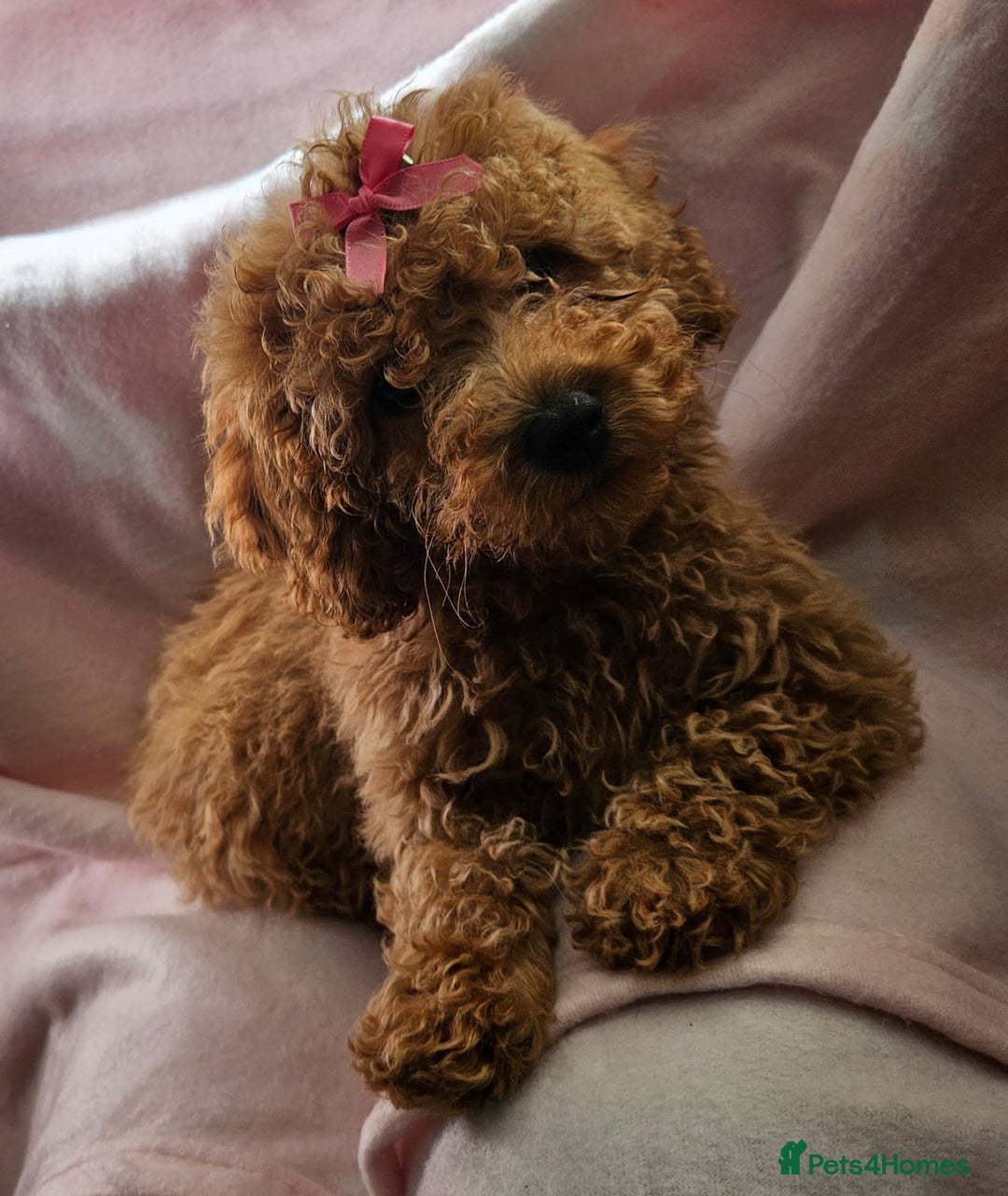 Cavapoo dogs for sale: Female Cavapoo pup  - Image 8