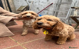 Cockapoo dogs for sale: Cockapoo puppy for sale  - Image 5