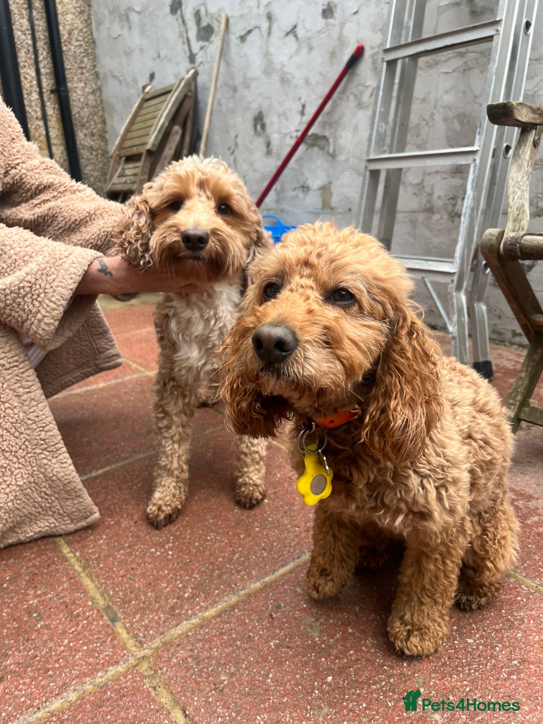 Cockapoo dogs for sale: Cockapoo puppy for sale  - Image 5