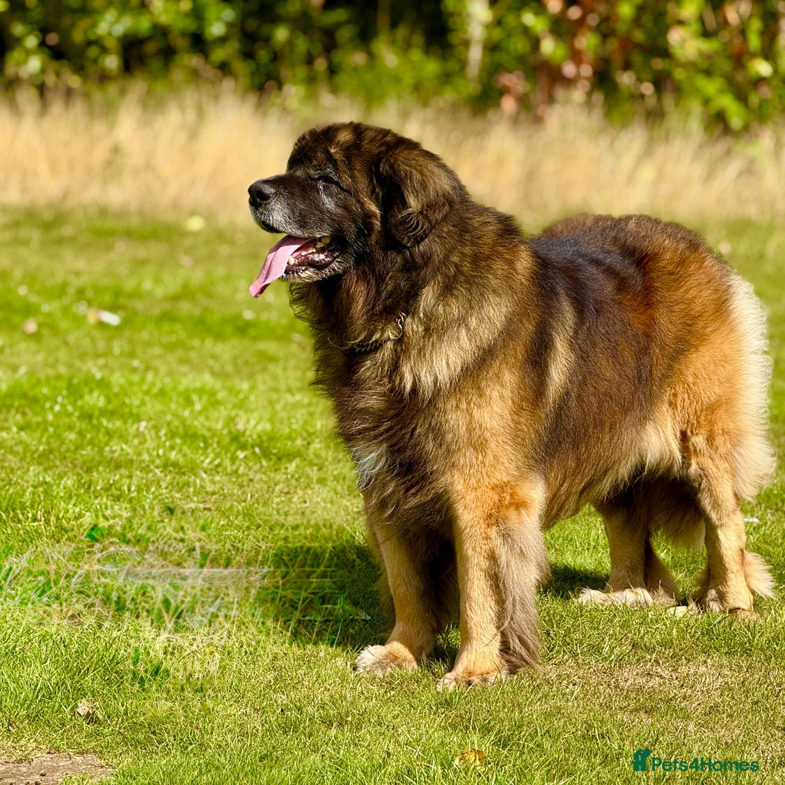 Leonberger dogs Leonberger Puppies For Sale  - Advert 2