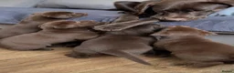 Labrador Retriever dogs for sale: Labrador puppy's  - Advert 6