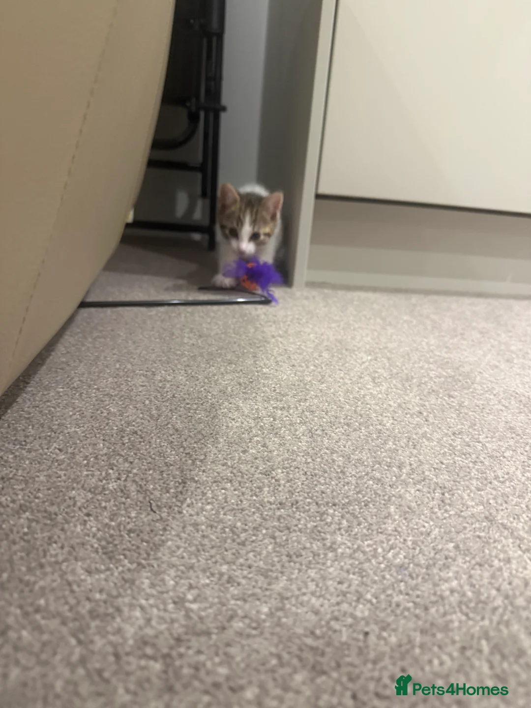 Mixed Breed cats for sale: Kitten needs a new home - Advert 2