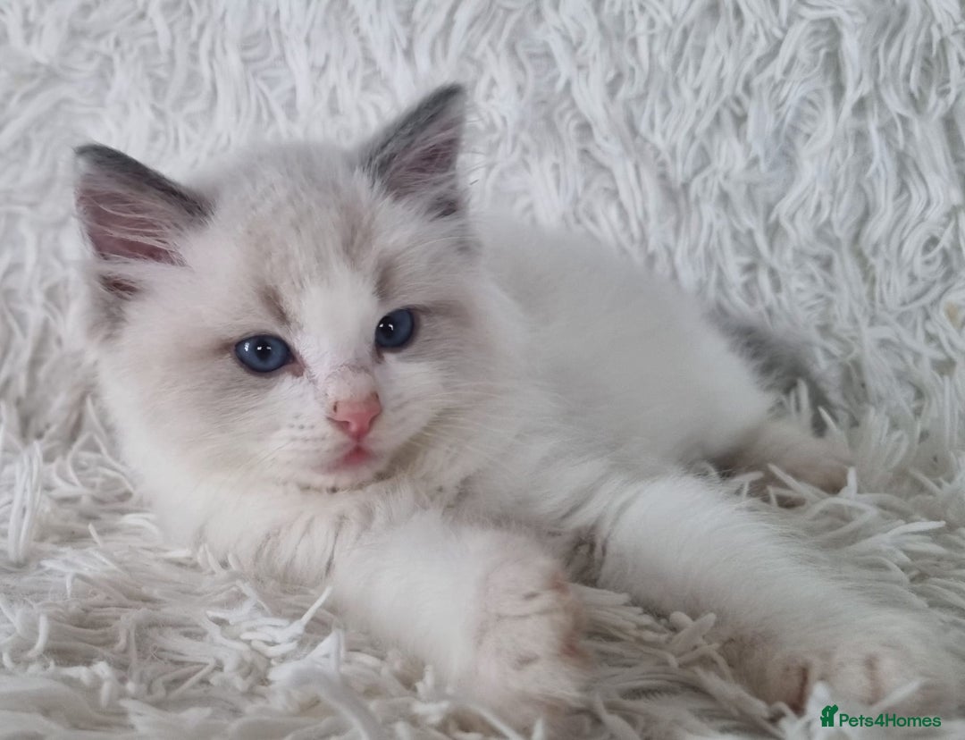 Ragdoll cats for sale: 💕BEAUTIFUL TICA REGISTERED RAGDOLLS KITTENS💕  - Advert 27