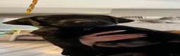 Labrador Retriever dogs for sale: Black Labrador puppies  - Advert 8