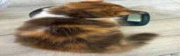 British Longhair cats for sale: Adorable British Longhair kittens - TICA registred - Advert 4