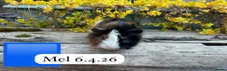 Guinea Pig rodents for sale: Gorgeous baby and young guinea pigs ready now - Advert 8