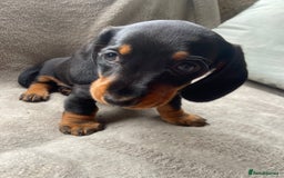 Dachshund dogs for sale: READY TO GO ! STUNNING MINI DACHSHUND - Image 4