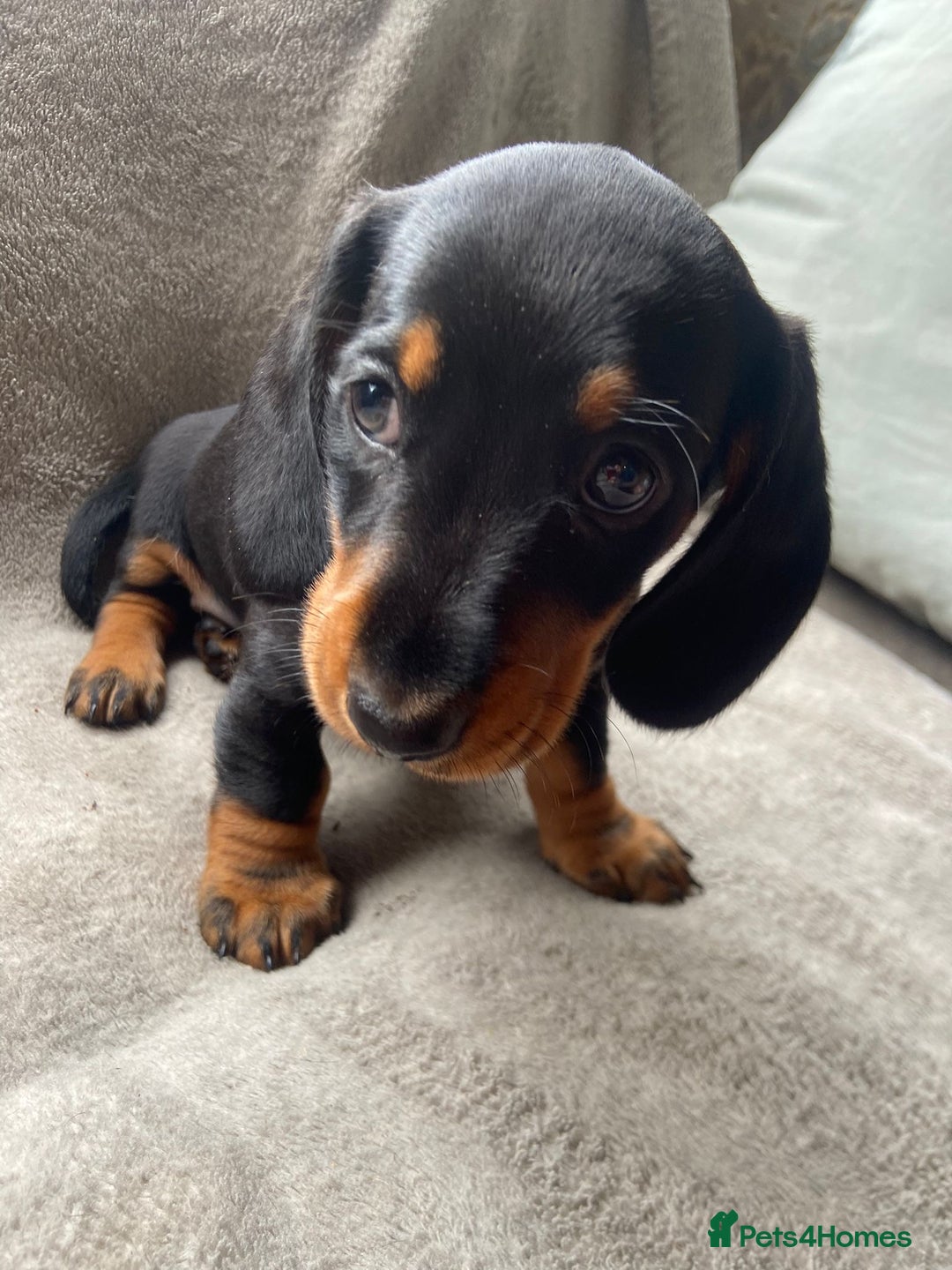 Dachshund dogs for sale: READY TO GO ! STUNNING MINI DACHSHUND - Image 4