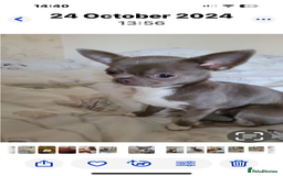 Chihuahua dogs for sale: Beautiful chihuahua pups! Long and short haired!! - Image 21