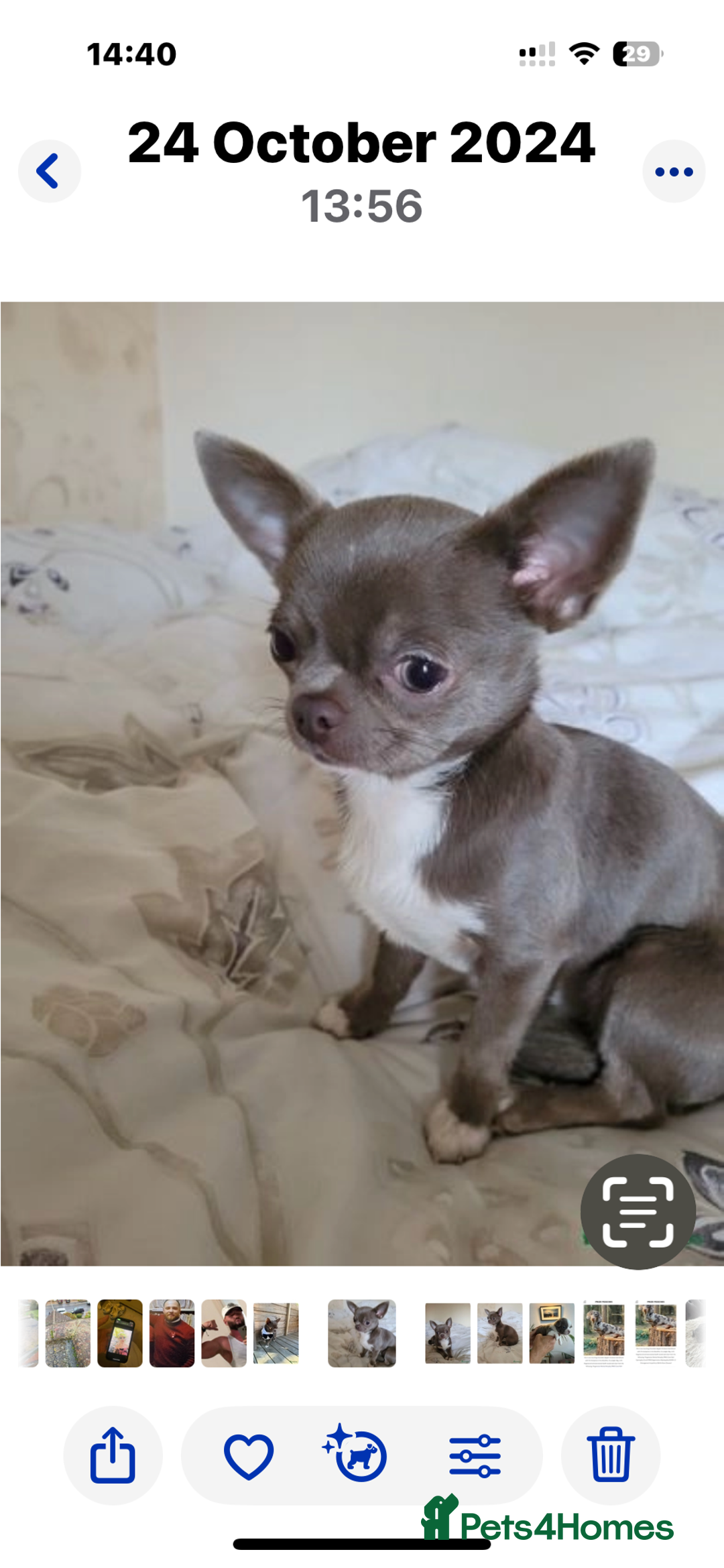 Chihuahua dogs for sale: Beautiful chihuahua pups! Long and short haired!! - Image 21