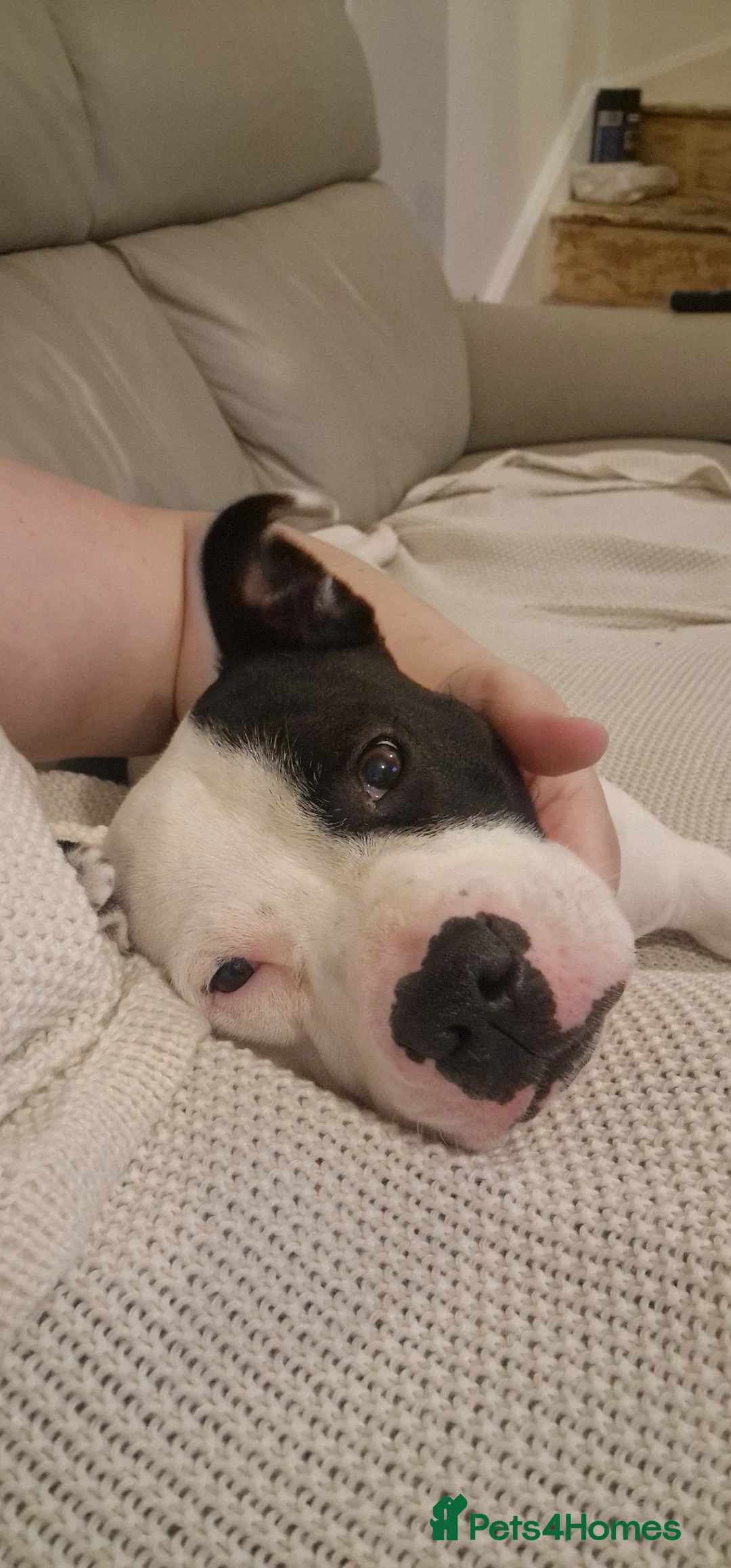 Staffordshire Bull Terrier dogs for sale: 2 year old female staffy in Christchurch - Advert 2