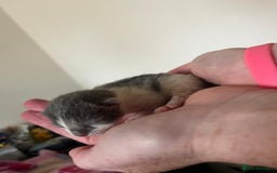 British Longhair cats for sale: 💕 Beautiful litter of BLH Kittens 💕 - Image 11