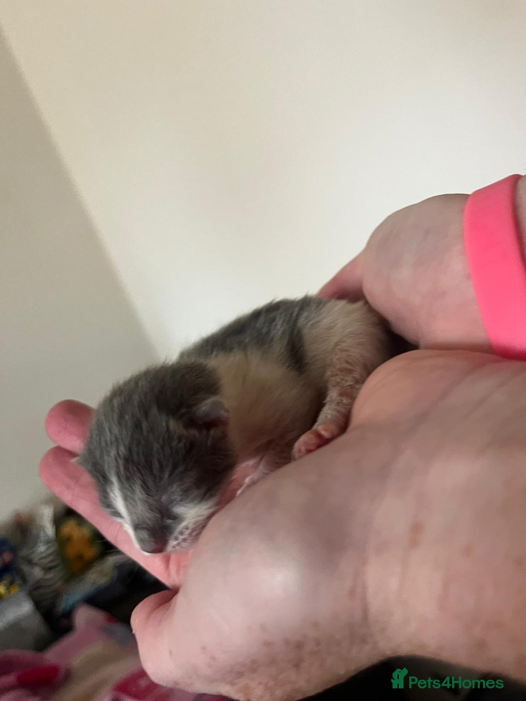 British Longhair cats for sale: 💕 Beautiful litter of BLH Kittens 💕 - Image 11
