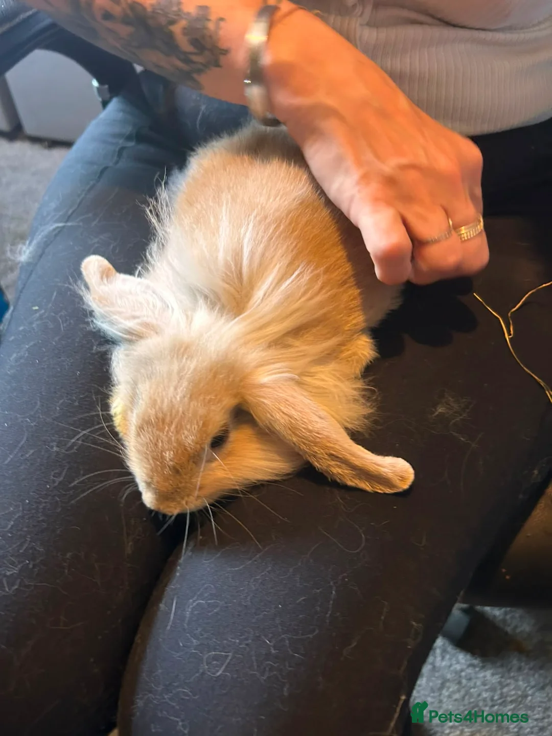 Mini Lion Lop rabbits for sale: Beautiful friendly lionlop babies - Advert 9