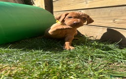 Hungarian Vizsla dogs for sale: Fantastic KC Hungarian Vizsla Puppies! in Rugby - Image 7