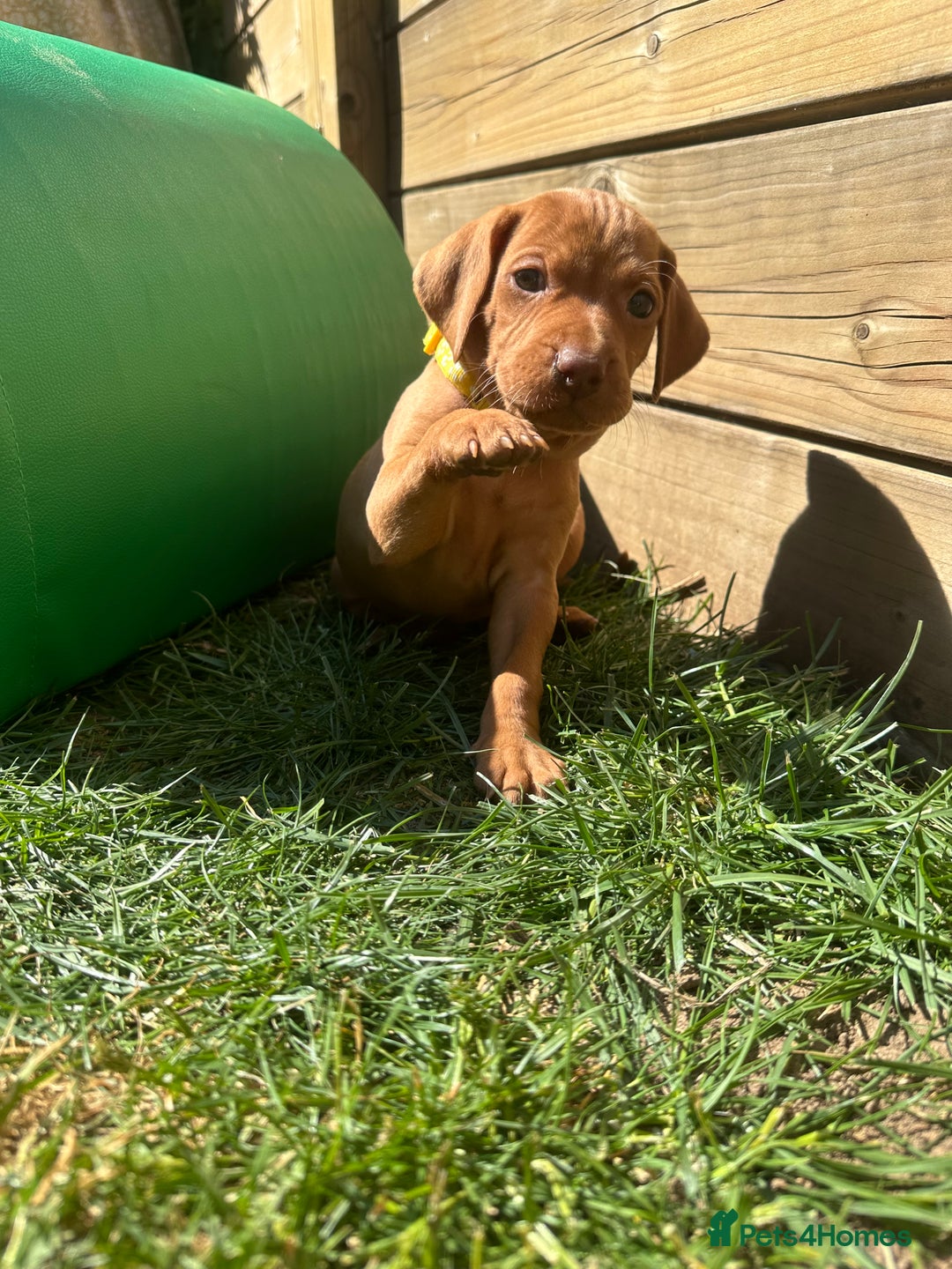Hungarian Vizsla dogs for sale: Fantastic KC Hungarian Vizsla Puppies! in Rugby - Image 7
