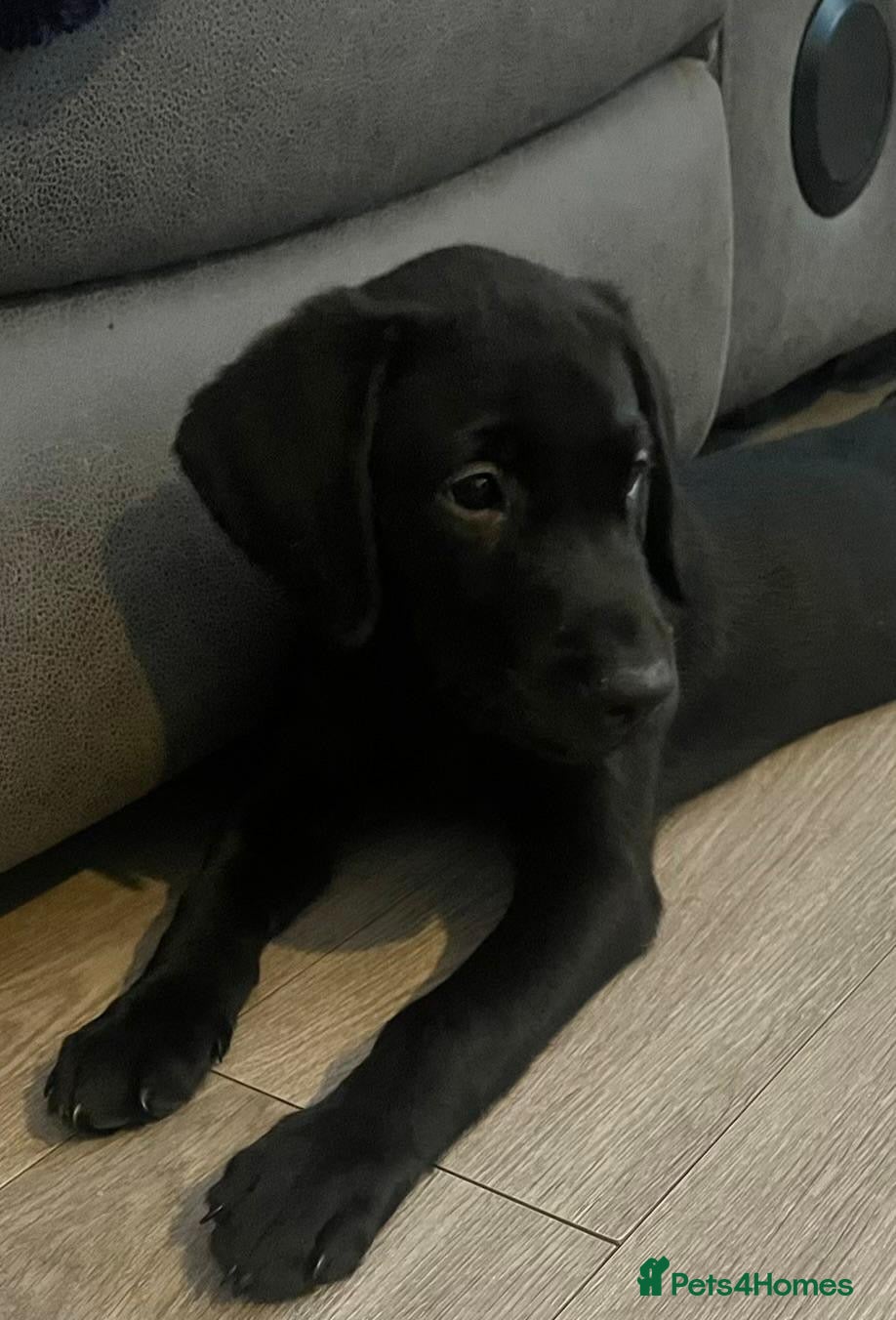 Labrador Retriever dogs 1 Girl & 1 Boy! Beautiful KC Labrador Puppies - Advert 2