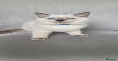 Ragdoll cats - Advert 2