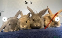 Lionhead rabbits for sale: Lion head x lop baby rabbits - Image 2