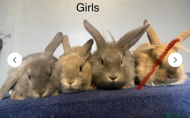 Lionhead rabbits - Advert 2