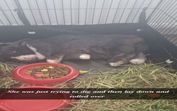English Lop rabbits for sale: Thumper  - Image 1